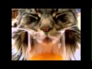 Смешное кот в стакане, приколы, прикольное видео про котов