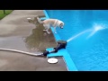 Собака доигралась с водометом у бассейна