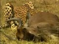 Тайный мир животных: Львы, гепарды, леопарды | жестокий мир хищников [2013]