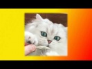 Забавные кошки Смешное видео про кошек Прикольное про кошек Создай себе хорошее настроение