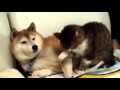 Husky and cat Friends. Funny Crazy Animals | Хаски и Кот Друзья. Смешные Сумасшедшие Животные 2016