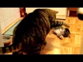 Подлинные отношения кошек и котят  Интересное видео