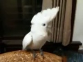 Прикольный попугай танцует под музыку