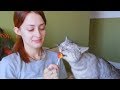 Смешные Видео про Животных Сборник Коты Сладкоежки