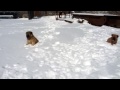 Забавные щенята резвятся в снегу