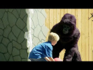 Gorilla Attacks Child!! | Just for Laughs Compilation