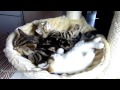 Забавные котята хотят спать
