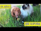 Русское видео про животных Приколы про собак новые