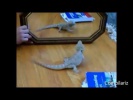 Животные и зеркало. Забавные животные. Animals vs Mirrors Compilation
