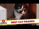 Best Cat Pranks - Best of Just for Laughs Gags