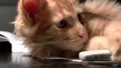 Кошки, видео подборка о домашних любимцах