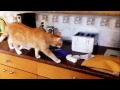 Funny Cats Compilation 60 min - NEW in HD 2014