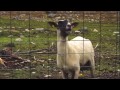 Goats Yelling Like Humans - Козы кричат как люди,  лучшие моменты