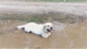Собака везде грязь найдёт Реакция собаки на лужи