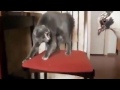 Приколы! подборка СМЕШНОГО видео котов! 20 мин Угара! подборка 2014 Funny Cats Compilation 20 min
