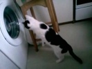 Кошка и стиральная машина.