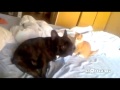 Коварный кот убийца против французского бульдога