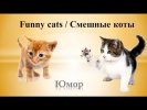 Сборка с котами / Funny cats 2015
