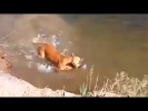 Собака любит нырять