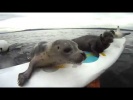 Забавные тюлени резвятся перед камерой