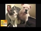 Самые смешные приколы с кошками, собаками  Смешные видео с животными 2013)    August 2013