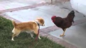 Собака против петуха драка