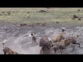 Собаки живьем едят гиену  Животные нападают, атакуют Бои  Смотреть интересное видео Animals Videos