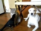 Ворона кормит кошку и собаку