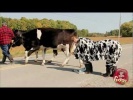 Most Wanted Cow Fugitive Prank
