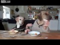 Две собаки едят за столом