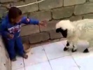 Малыш против барана