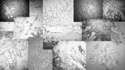 Как выглядят слезы разных чувств под микроскопом
