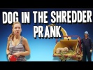 Dog in the Shredder Prank
