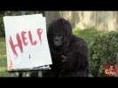 Best Of Just For Laughs Gags - Funniest Gorilla and Mouse Pranks