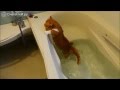 Кот упал в ванную. Смешные животные