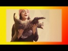 Смешное видео про кошек котят Прикольные смешные кошки Создай себе хорошее настроение