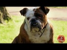 Best of Just For Laughs Gags - Best Dog Pranks