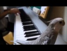 Прикольный попугай подпевает под музыку