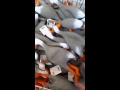 Duck Army