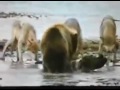 медведь против волков Bear vs  Wolves Интересное видео Опасные  животные нападают  Dangerous animals