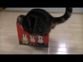 кот, пытается заютиться в разных коробках :-)