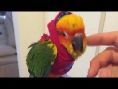 Смешные и талантливые попугаи #3