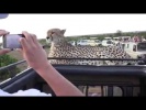 Гепард шокировал туристов Смотреть самое интересное прикольное видео, приколы с животными