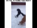 Собачка молодец))