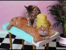 Кошки делают массаж