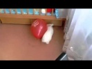 Кролик чуть не умер от страха, играя с надувным шариком