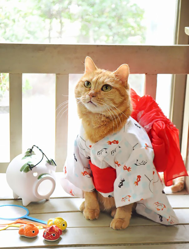 кошки в кимоно (4).jpg