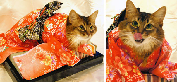 кошки в кимоно (7).jpg