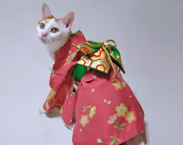 кошки в кимоно (9).jpg