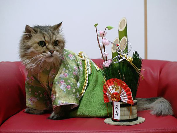 кошки в кимоно (11).jpg